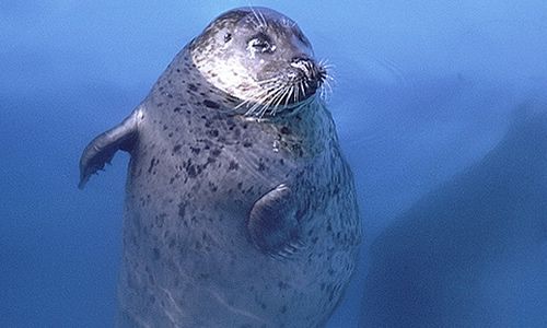 Common Seal - Facts, Diet & Habitat Information