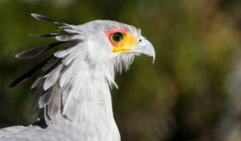 Птица-секретарь: факты, диета и среда обитания