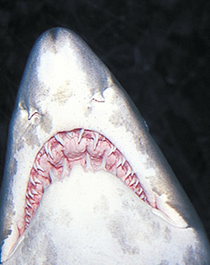 sharks jaws