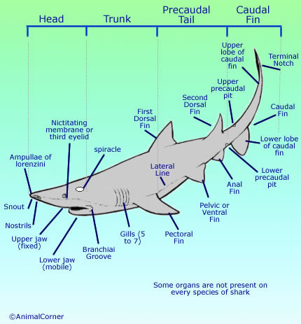 shark finning diagram