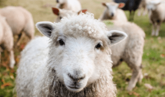 domestic sheep