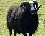 Balwen Sheep 