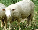 English Leicester Sheep