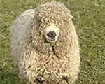 Greyface Dartmoor Sheep 