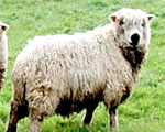 Lincoln Longwool Sheep 
