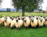 Shropshire Sheep