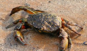 crabs habitat animalcorner shore