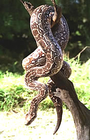 Galapagos Snakes