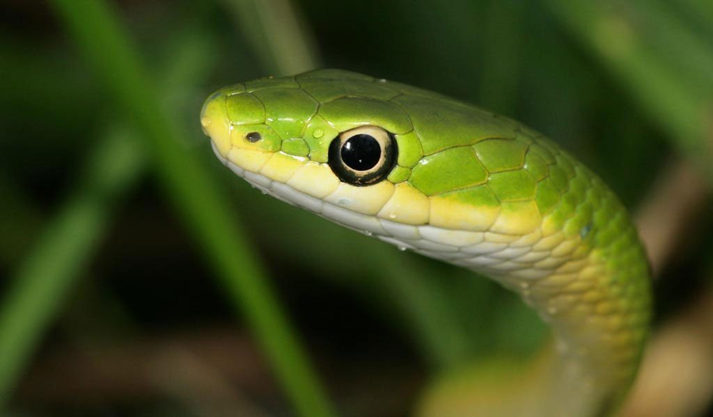 Snakes - Facts, Diet & Habitat Information