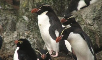 Пингвин-ловушка - факты, диета и среда обитания
