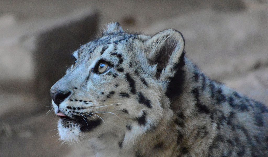 Snow Leopard - Facts, Diet & Habitat Information