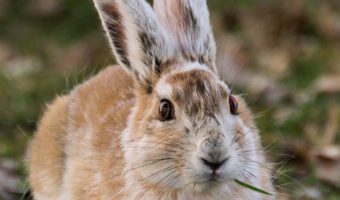 Заяц-беляк: факты, диета и среда обитания