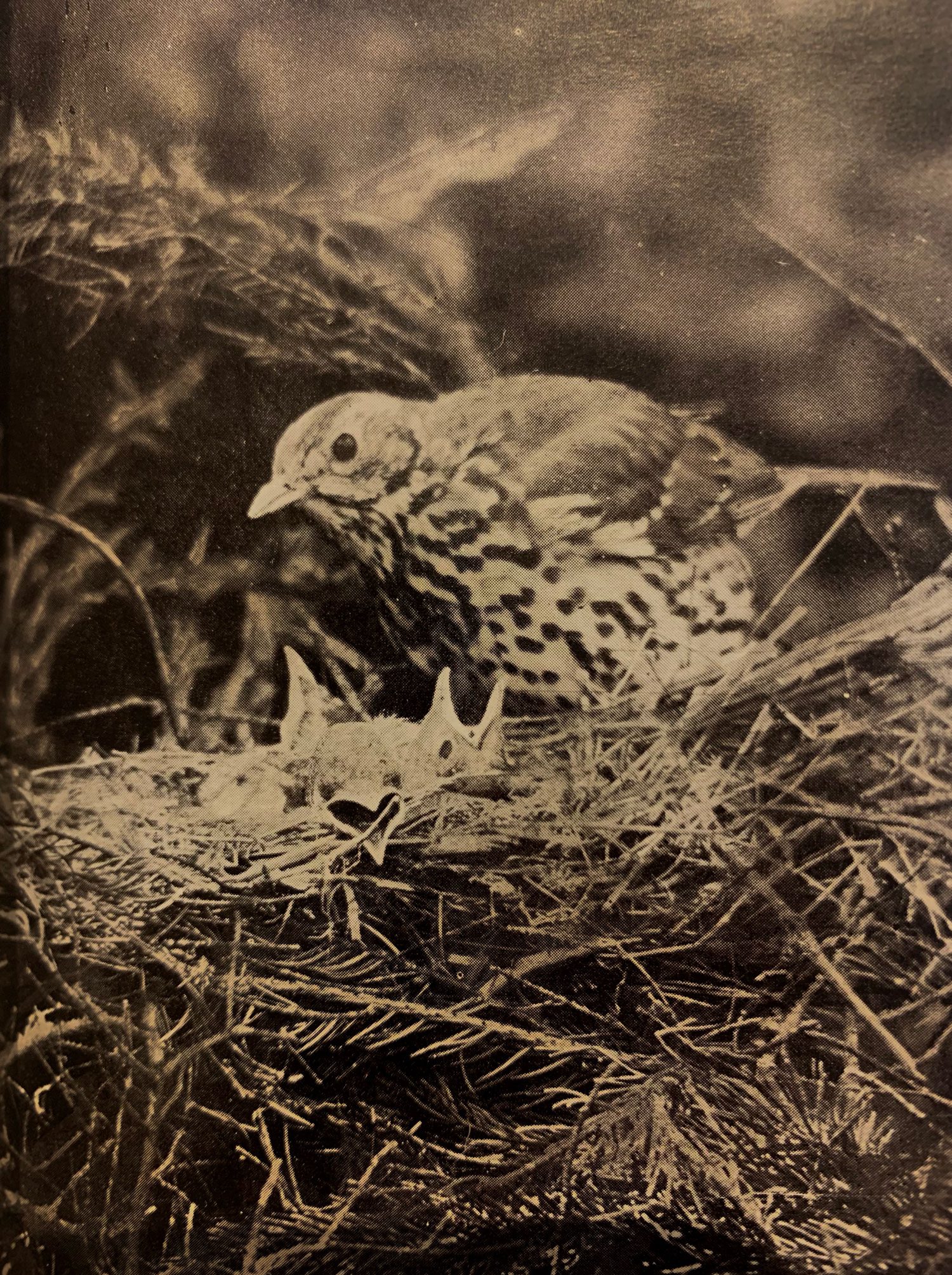 song-thrush-with-chicks