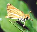 Бабочки-шкиперы — факты, идентификация и среда обитания