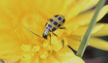 spotted beetle