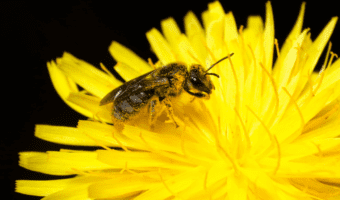 безжальные пчелы