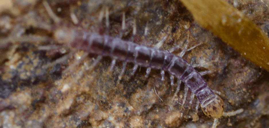 stone dwelling centipedes