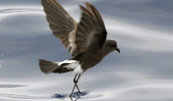 storm petrel bird