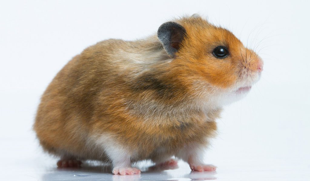 Syrian Hamster Lifespan: How Long Do Syrian Hamsters Live? - A-Z