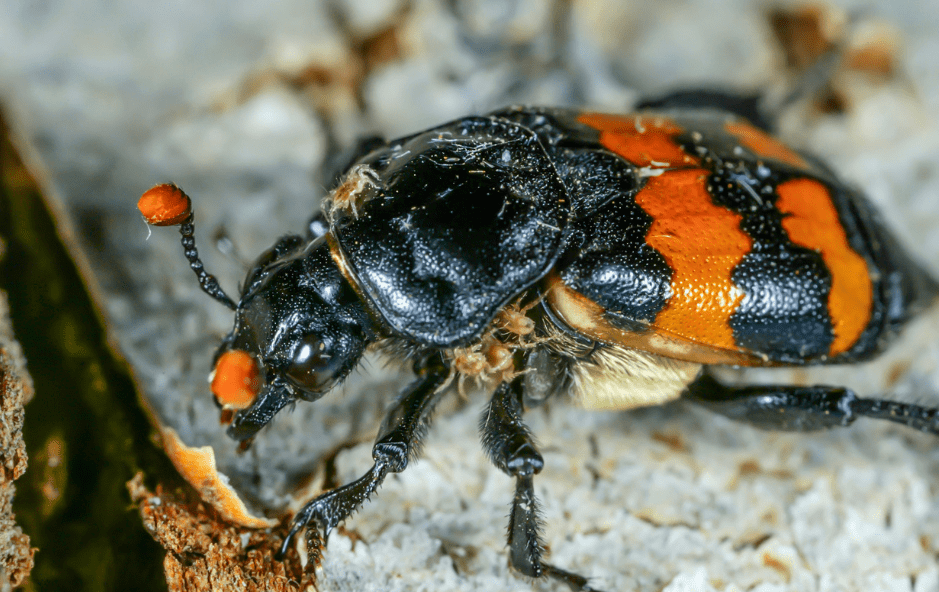 the Burying Beetle