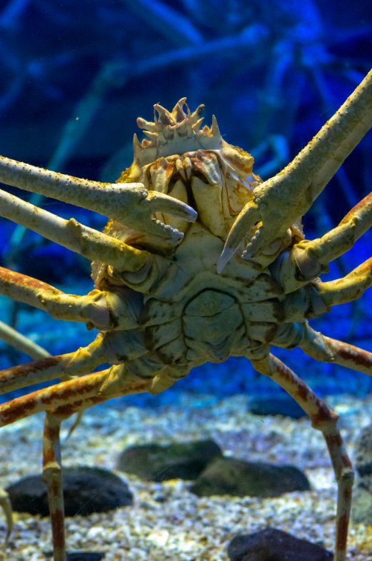 the Japanese Spider Crab