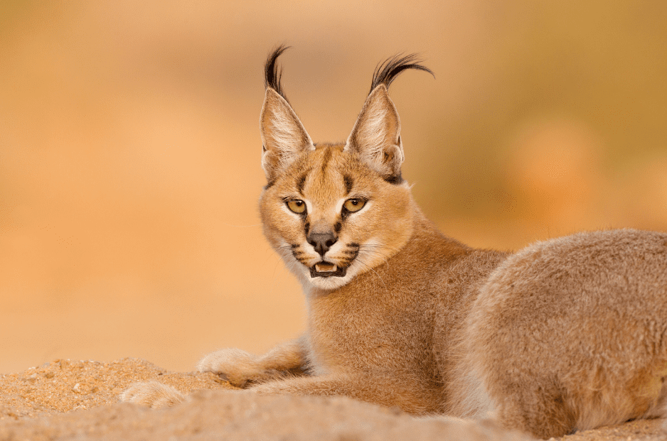 11 Adorable Animals with Long Ears - Animal Corner