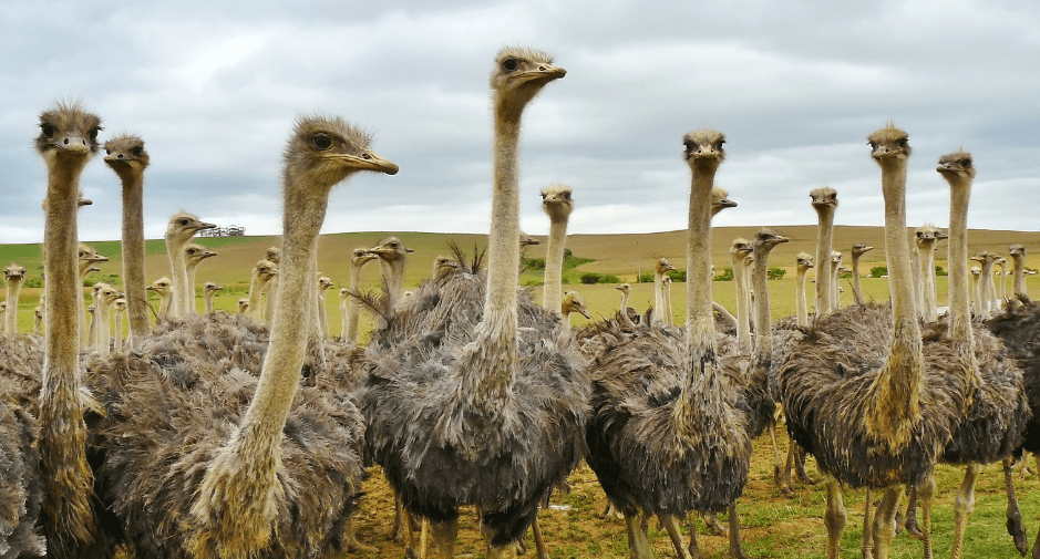 How Fast Can an Ostrich Run? - Animal Corner