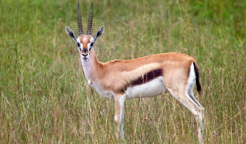 Thomson's Gazelle - Facts, Diet & Habitat Information