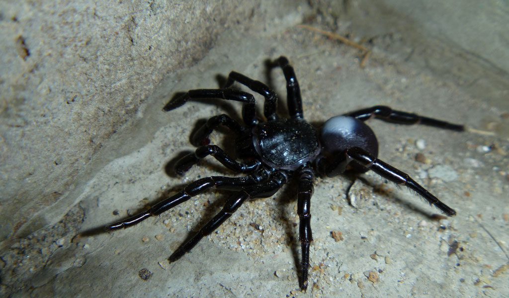 Encommium En eller anden måde Rejse Trapdoor Spiders - Facts, Venom & Habitat Information