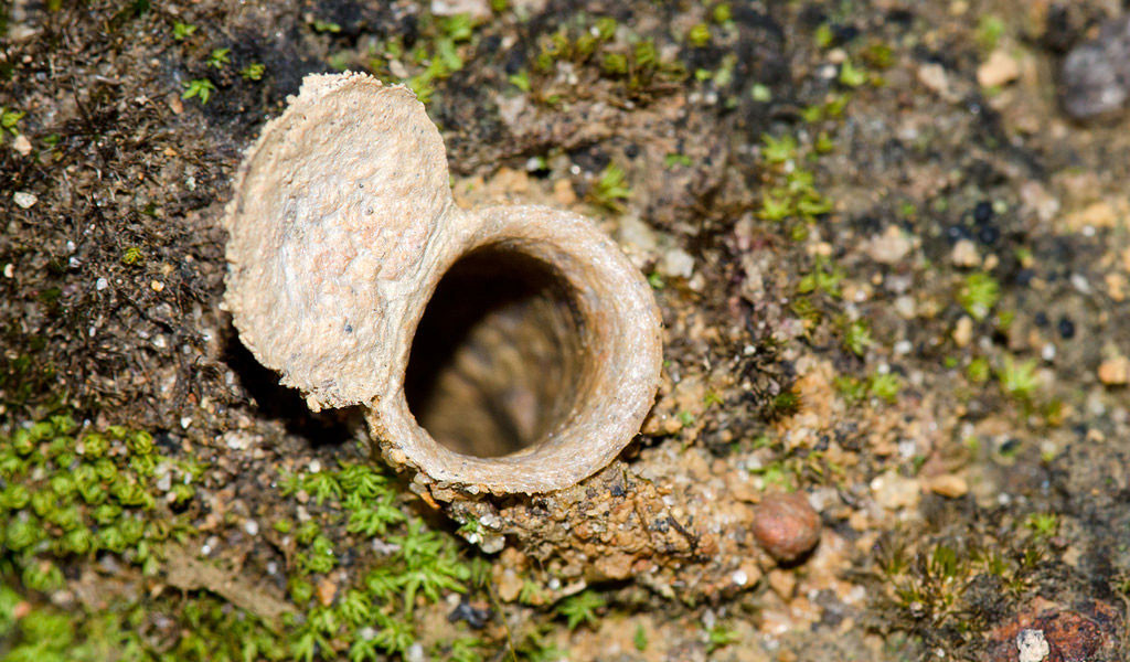 Trapdoor spider colony - Image source