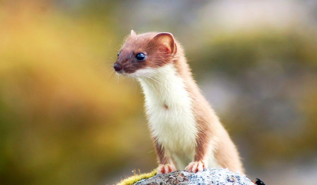 Weasel - Facts, Diet & Habitat Information