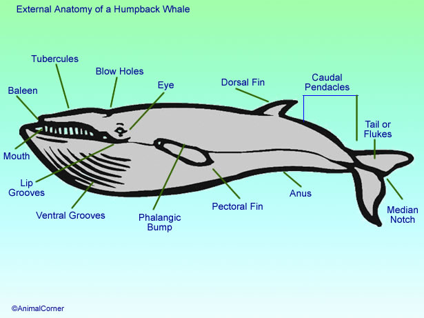 Hump Back Whale Anatomy Diagram