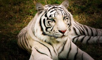 Белые бенгальские тигры — основные факты, информация и фотографии