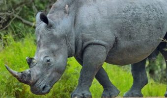 Белый носорог вымер: факты, диета и среда обитания