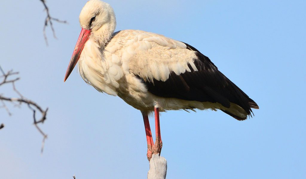 15 Birds That Bring Good Luck - Animal Corner