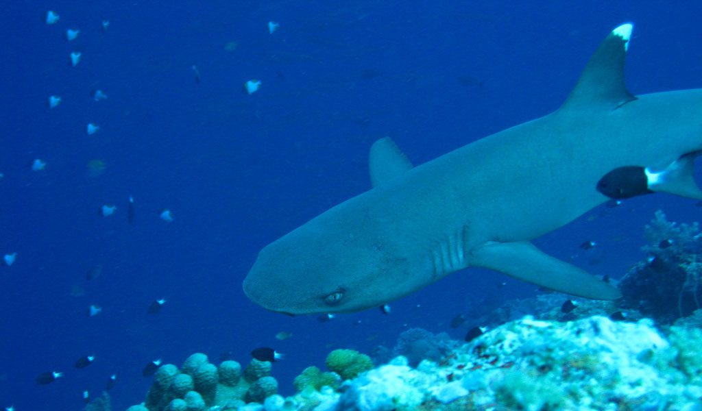 white tipped reef shark