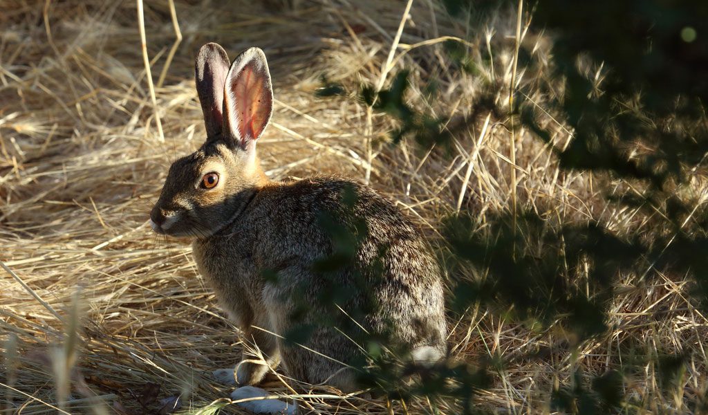 Wild Rabbits - Facts, Diet & Habitat Information