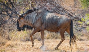 Антилопа гну — факты, диета и среда обитания
