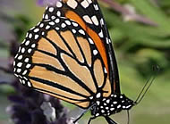 Butterflies close wings when perched