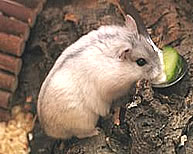 Winter White Russian hamster