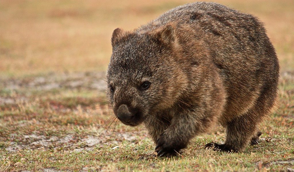 Wombat - Facts, Diet & Habitat Information