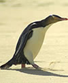 Yelloweyed Penguin