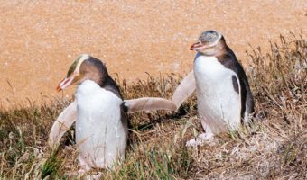 Желтоглазый пингвин: факты, диета и среда обитания