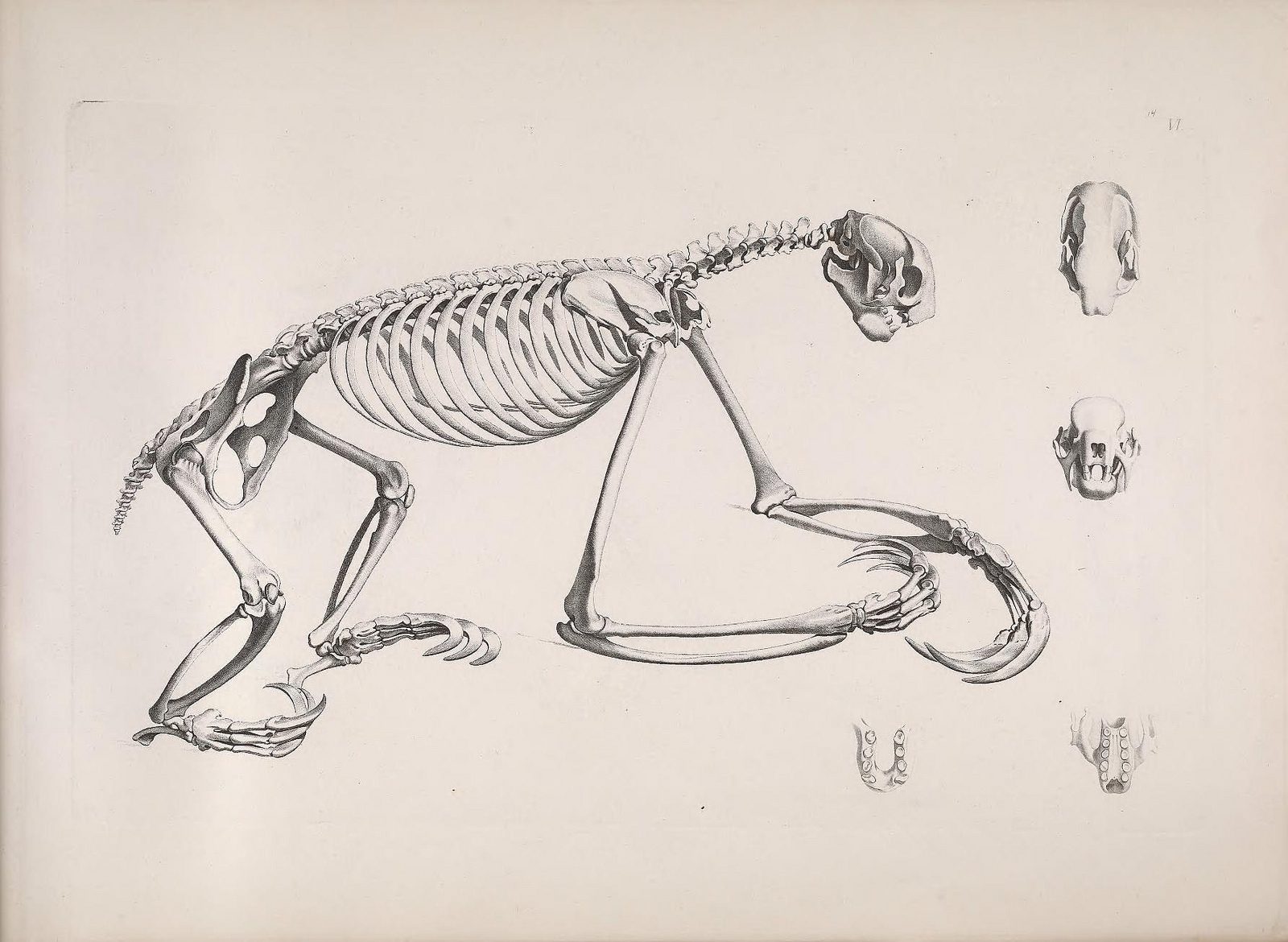 Кости ленивца