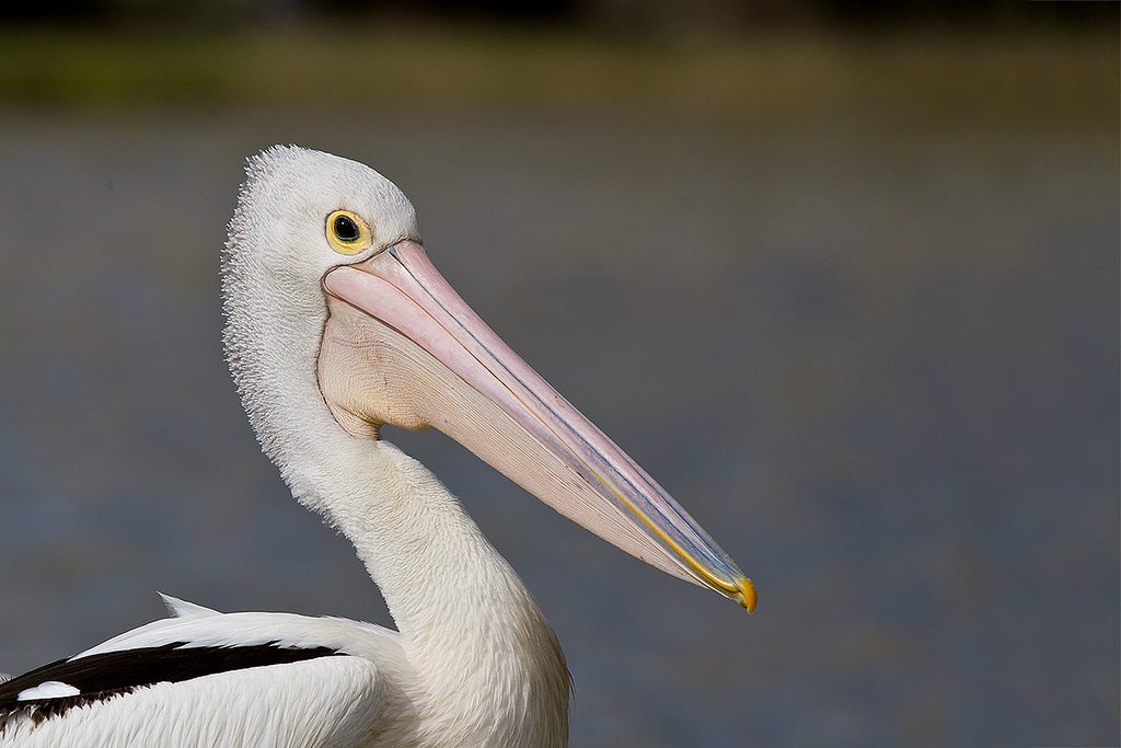 all about pelicans