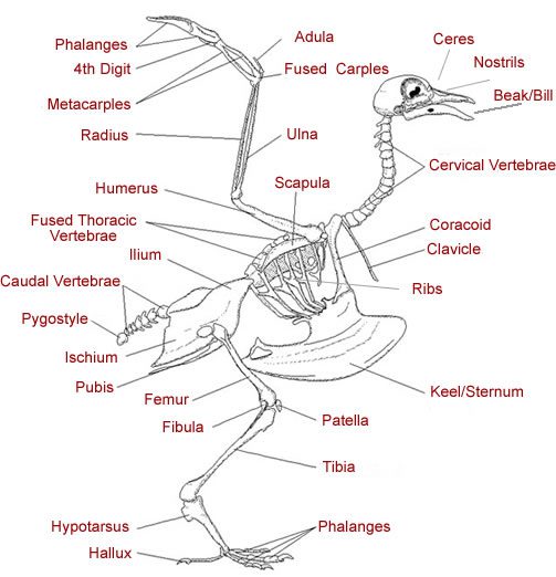 Bird Anatomy - Skeletal Picture Of Birds Anatomy