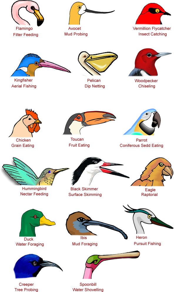 Types of Bird Beaks & Bills - Facts, Information & Pictures