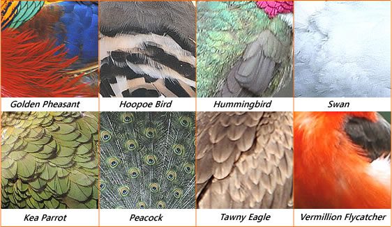 Bird Feathers - Facts & Information Guide For Feathers