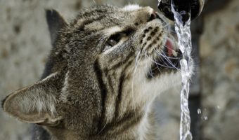 best cat water fountain