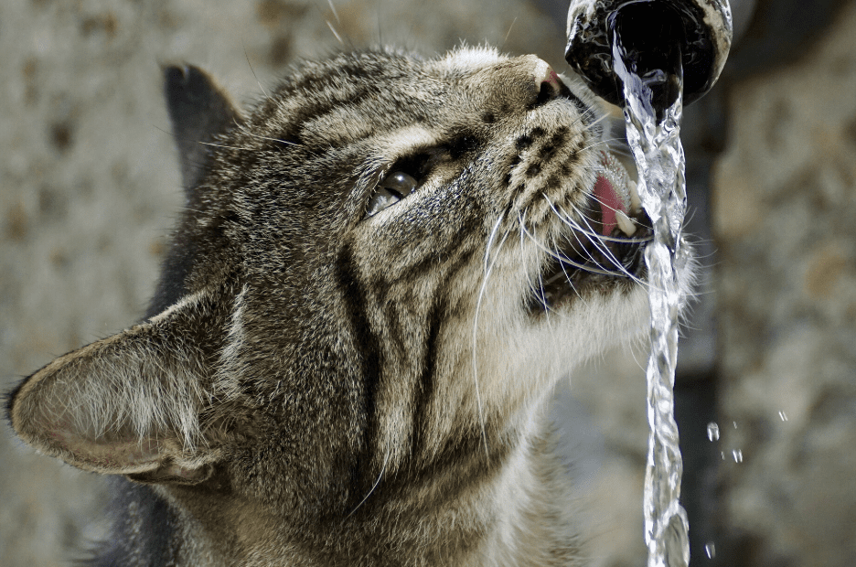wonder creature cat water fountain